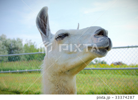 white lama alpaca portrait farm animal closeup 33374287