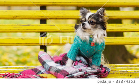 Longhair Chihuahua dog wearing blue wool pullover Longhair Chihuahua dog wearing blue wool pullover 33374353