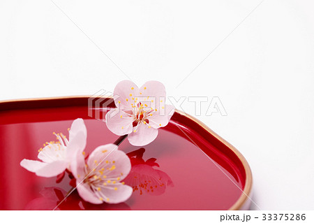 梅皿の上の梅花 33375286