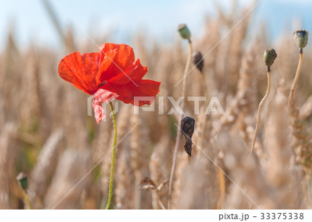 One red poppy flower in a golden ripe wheat field One red poppy flower in a golden ripe wheat field 33375338
