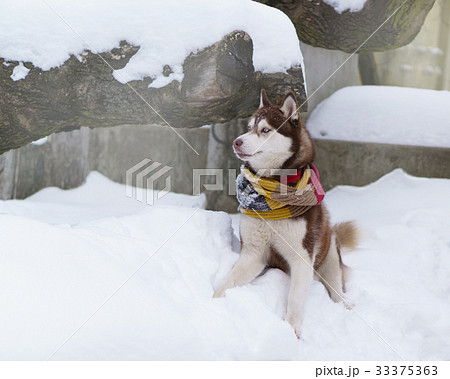 Siberian Husky puppy dog wearing red, blue, yellow 33375363