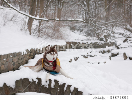 Siberian Husky puppy dog wearing red, blue, yellow 33375392