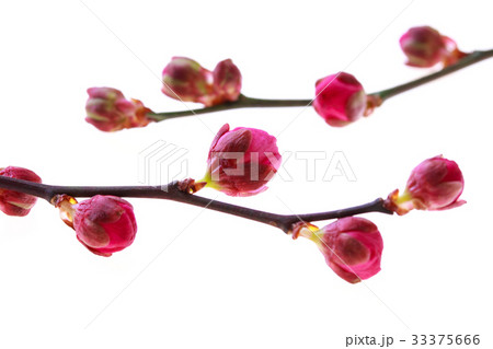紅梅の蕾 33375666