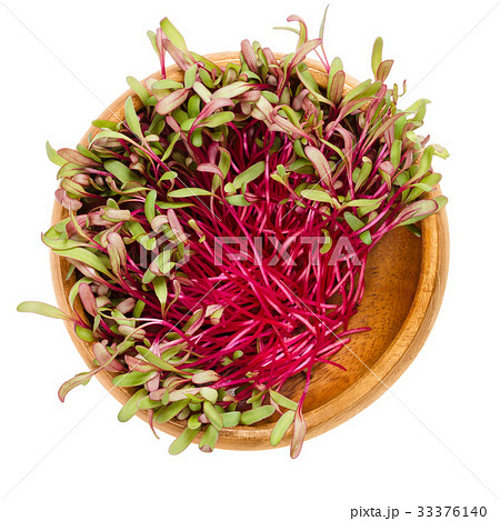 Red beetroot sprouts in wooden bowl over white Red beetroot sprouts in wooden bowl over white 33376140