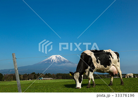 放牧された牛 33376196
