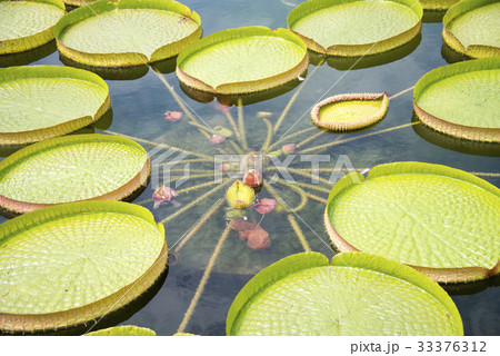 パラグアイオニバス 33376312