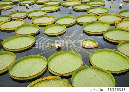 パラグアイオニバス 33376313