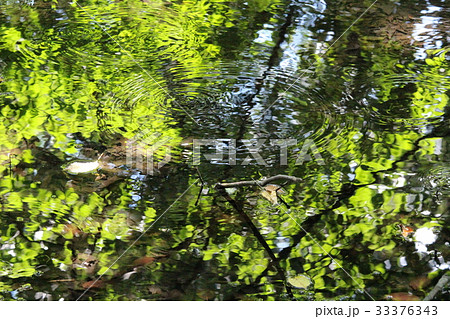 赤城自然園・ミズスマシの池 33376343