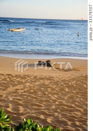 ハワイ オアフ島 ハワイアンモンクシール 親子 33376507