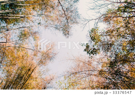 Autumn,The trees change color leaves and fall Autumn,The trees change color leaves and fall 33376547