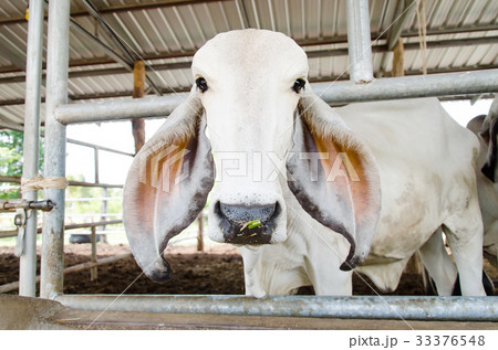 White cow in the cowshed, livestock White cow in the cowshed, livestock 33376548