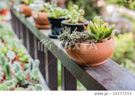 cactus, sugar palm leaf, decoration in the garden cactus, sugar palm leaf, decoration in the garden 33377353
