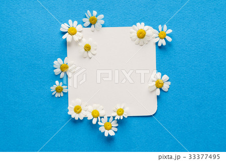 daisy flowers on the empty card daisy flowers on the empty card 33377495