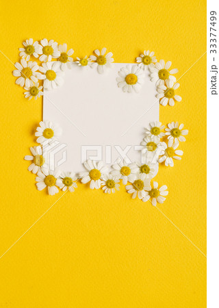 daisy flowers on the paper card daisy flowers on the paper card 33377499