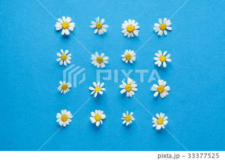 daisy flowers daisy flowers 33377525