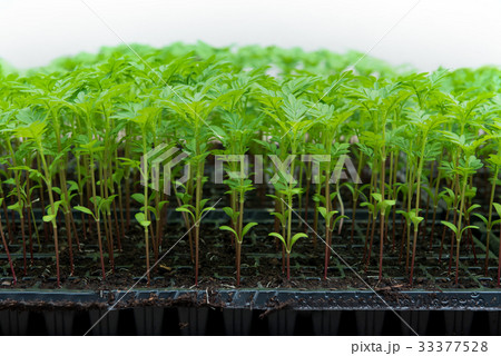 save earth save life by plant the tree save earth save life by plant the tree 33377528