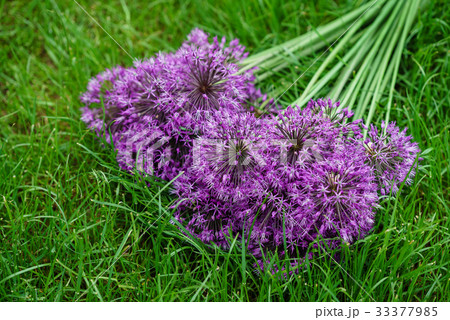 allium flowers allium flowers 33377985