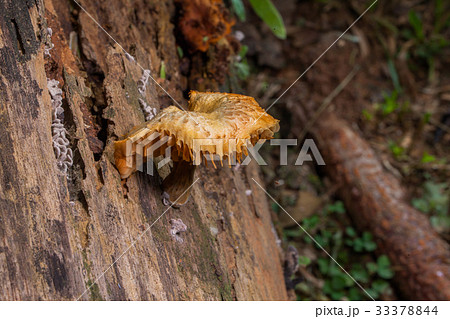 Mushrooms are born after rain or in a moist place. Mushrooms are born after rain or in a moist place. 33378844