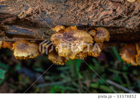 Mushrooms are born after rain or in a moist place. Mushrooms are born after rain or in a moist place. 33378852