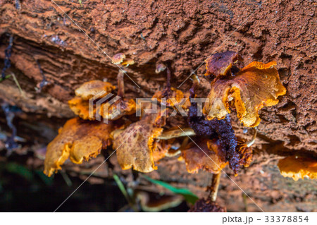 Mushrooms are born after rain or in a moist place. Mushrooms are born after rain or in a moist place. 33378854