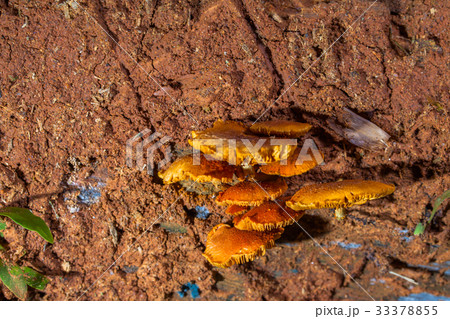 Mushrooms are born after rain or in a moist place. Mushrooms are born after rain or in a moist place. 33378855