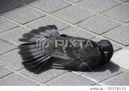 羽干し中のドバト 33379110