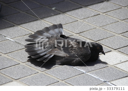 羽干し中のドバト 33379111