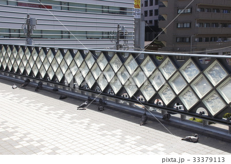 日陰に集まるドバト 33379113