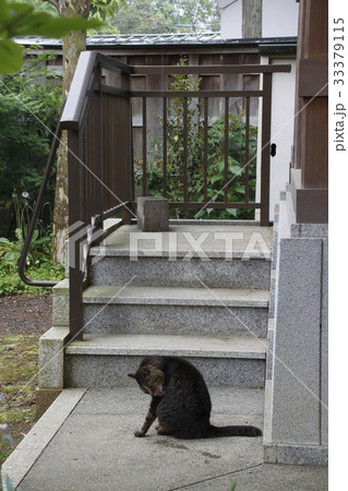 野良猫の写真 33379115