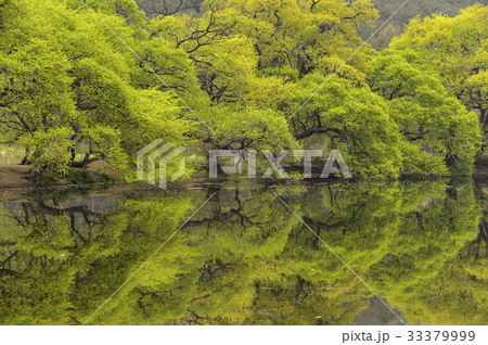 木 風景 自然 33379999