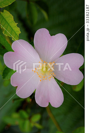 ミニバラ盆栽（名前の無い新種） 33382187