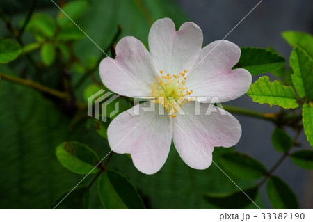 ミニバラ盆栽（名前の無い新種） 33382190