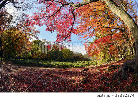 緑茶畑 禅雲寺 自然 33382274