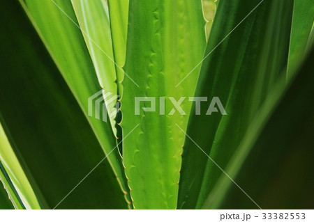 Abstract background of Norfolk Island Pine Tree Abstract background of Norfolk Island Pine Tree 33382553
