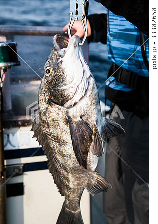 釣り チヌ(黒鯛) 釣り チヌ(黒鯛) 33382658
