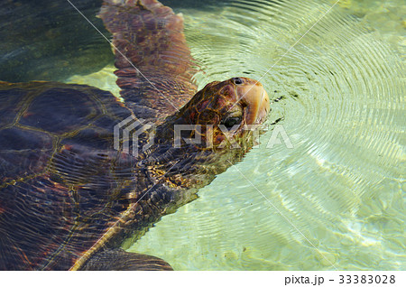 水槽で泳ぐ可愛いウミガメ 水槽で泳ぐ可愛いウミガメ 33383028