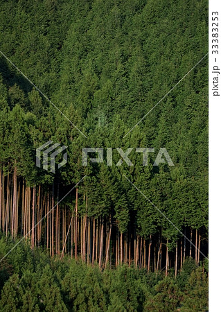 杉林 33383253