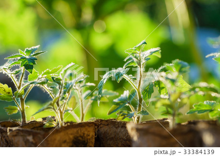 Tomato plants in the early stages of growth. Tomato plants in the early stages of growth. 33384139