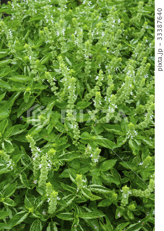 バジルの花 バジル バジルの花 バジル 33387640