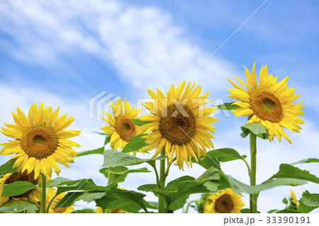 ひまわり ヒマワリ 向日葵 ひまわり ヒマワリ 向日葵 33390191