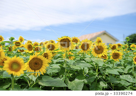 ひまわり　ヒマワリ　向日葵　 33390274