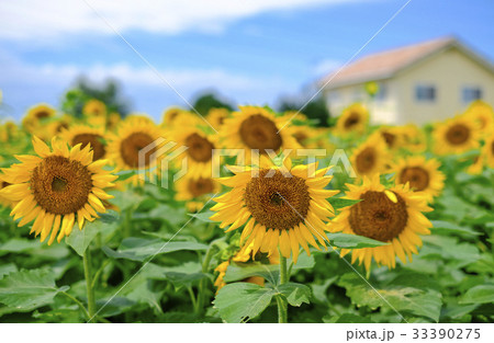 ひまわり　ヒマワリ　向日葵　 33390275