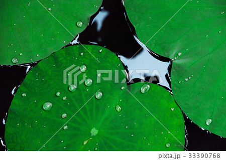 Close-up tropical lotus leaves with drops of water Close-up tropical lotus leaves with drops of water 33390768