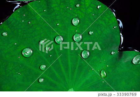 Close-up tropical lotus leaves with drops of water Close-up tropical lotus leaves with drops of water 33390769