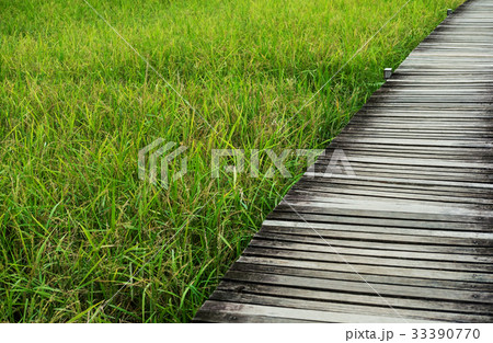 Green rice field with wooden path Green rice field with wooden path 33390770