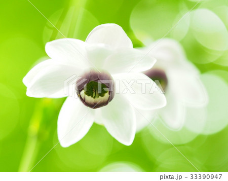 森の妖精レンゲショウマ 33390947