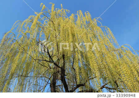 Weeping willow tree in spring 33390948