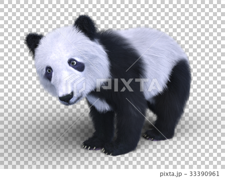 貓熊 貓熊 33390961