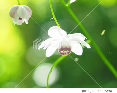 可憐なレンゲショウマ 33390981