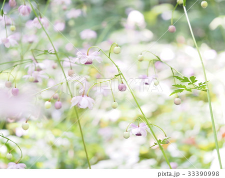 レンゲショウマの群生 レンゲショウマの群生 33390998